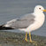 California Gull